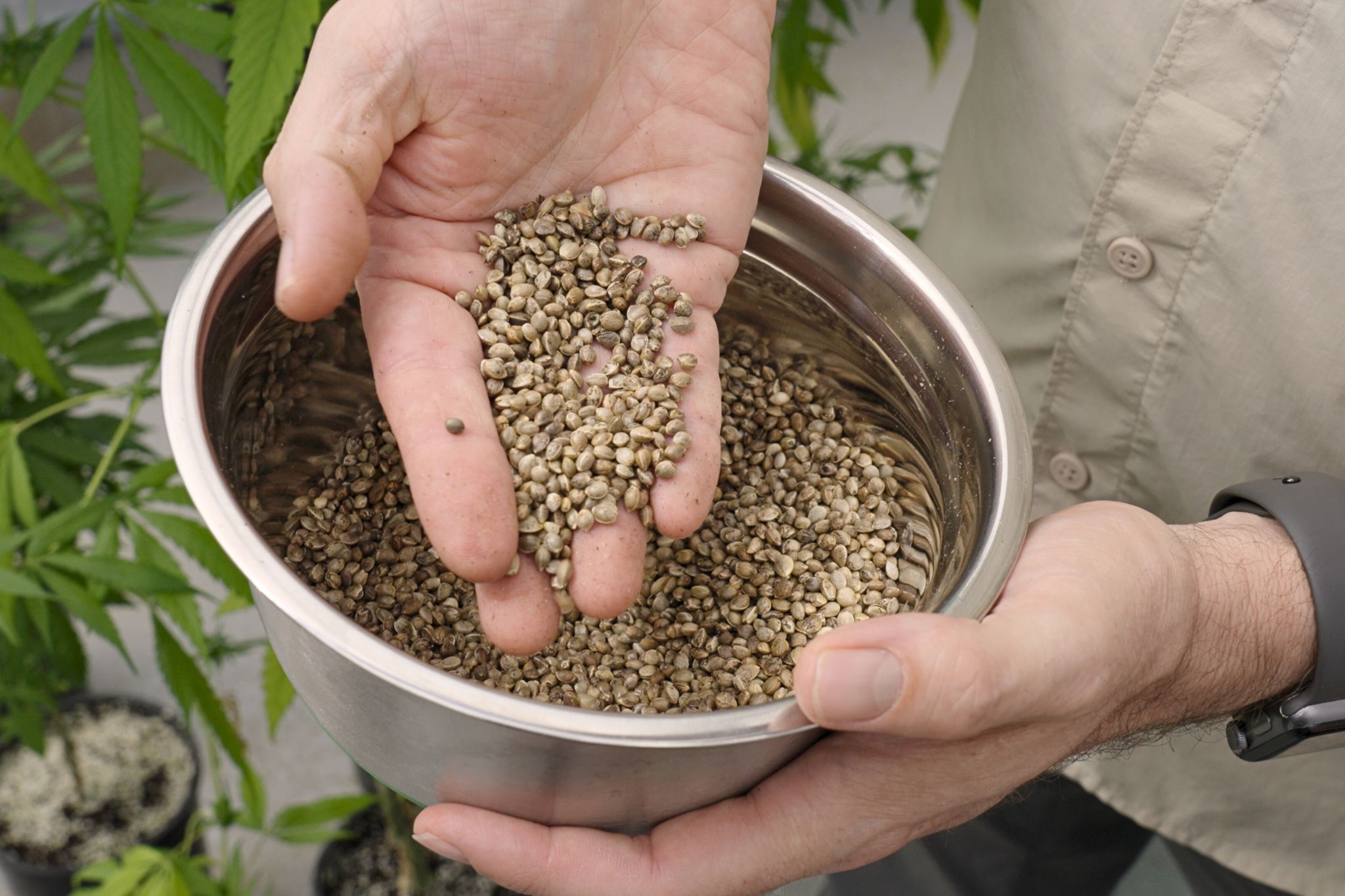 Supercharge Hemp Seed Yields