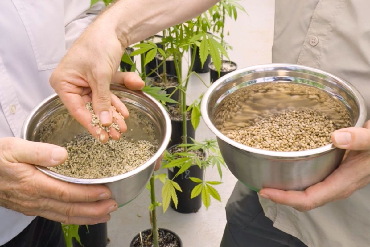 Vitahemp hemp seed + hulled